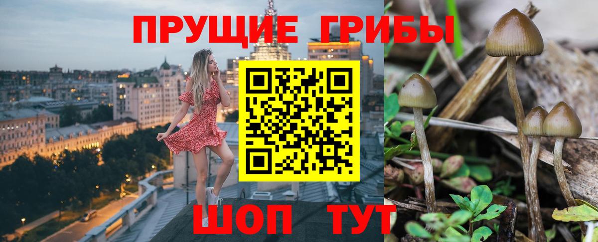 Гудермес  Псилоцибиновые грибы GOLDEN TEACHER  Вход с VPN  Галлюциногенные грибы Psilocybine cubensis 